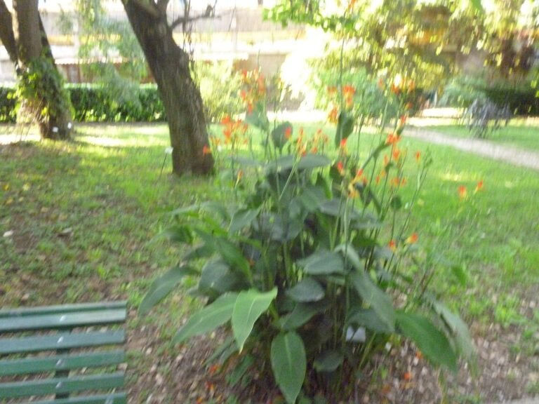 orto botanico di roma 1 768x576